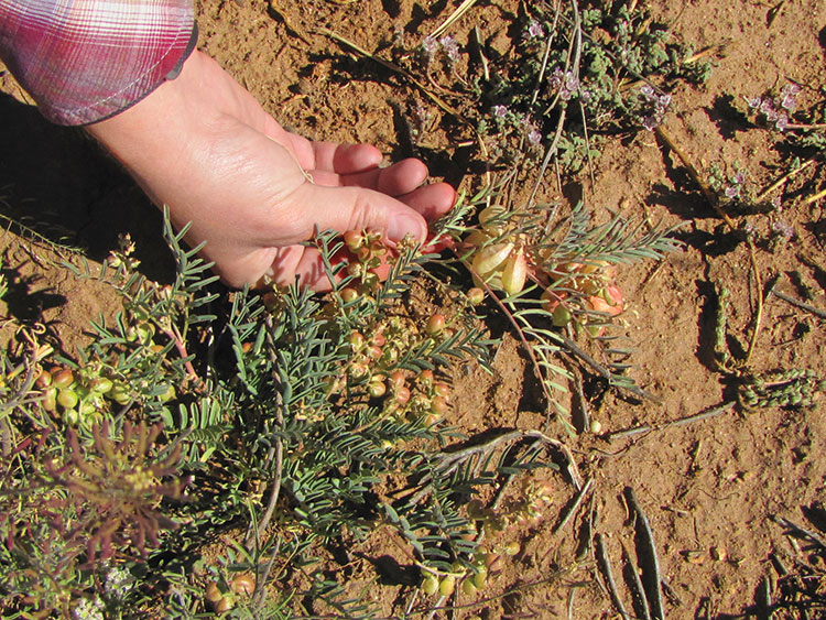 Locoweed is a problem on many fronts | Hay and Forage Magazine