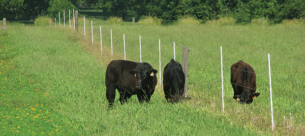 Peanut Hay vs. Alfalfa Hay