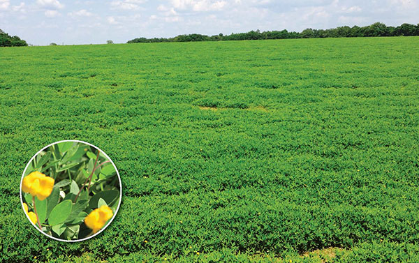 Peanut Hay vs. Alfalfa Hay