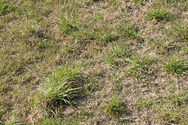 Ryegrass Herbicide Resistance On The Rise Hay And Forage Magazine,How To Defrost A Turkey Breast Quickly