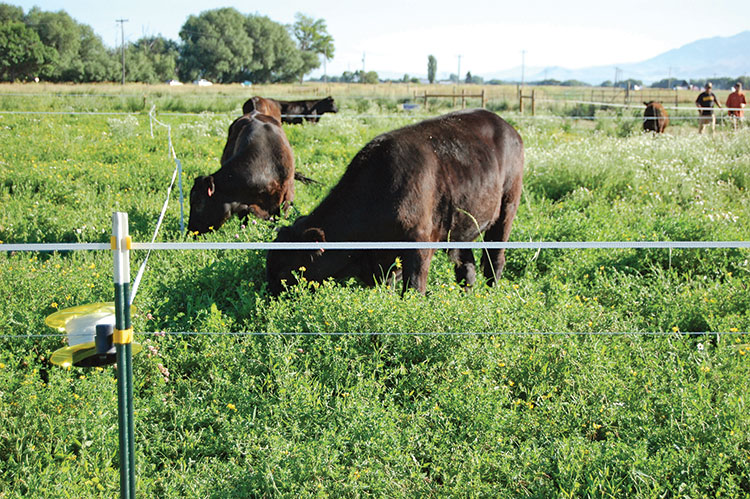 Legume-finished beef  Hay and Forage Magazine