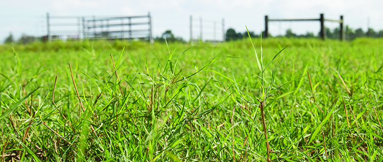 Fertilizing bermudagrass pastures | Hay and Forage Magazine