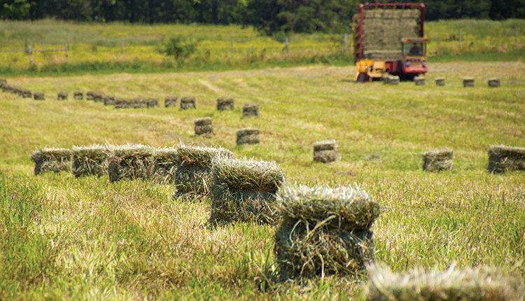 Small Square Bales Of Hay: 5 Questions Answered - Farmco
