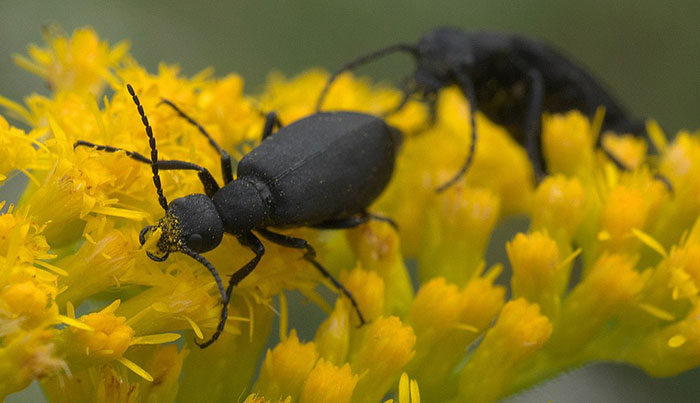 blister beetles