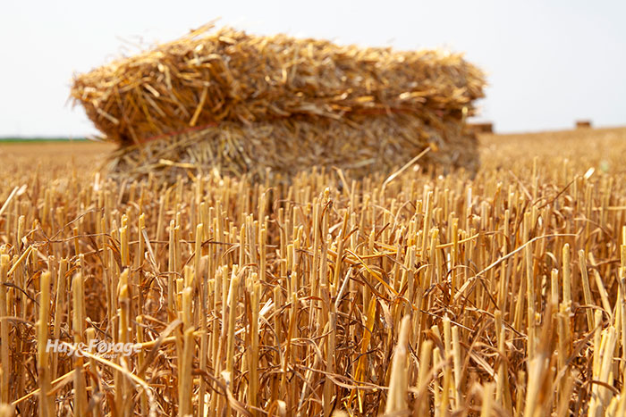 wheat hay