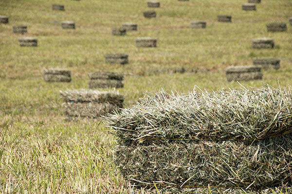 Square Hay Bale