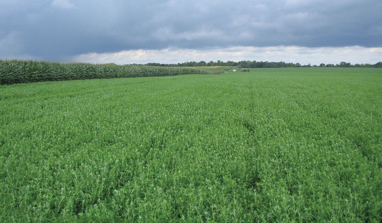 Can the South help curb the alfalfa trend line Hay and Forage