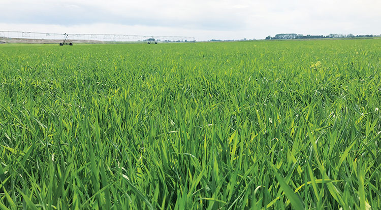 Timothy Grass Hay