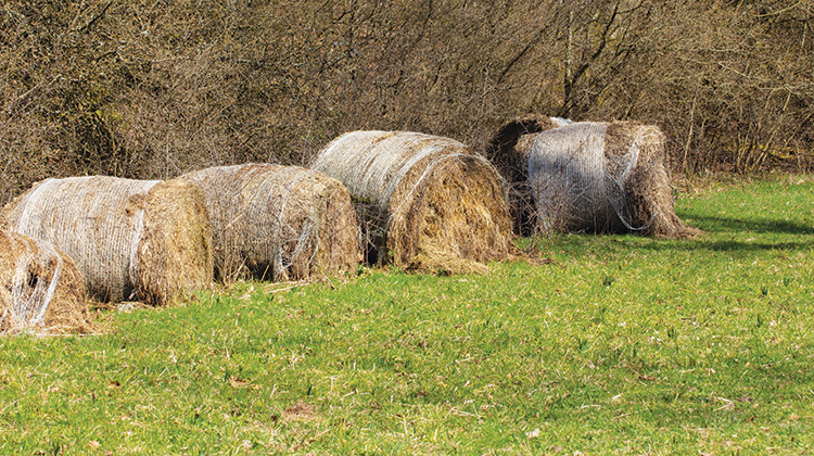 Don't get bold if your hay has mold | Hay and Forage Magazine