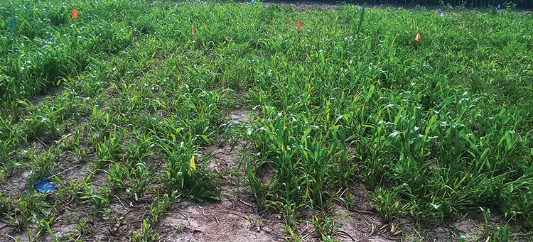 Sorting out some sorghum decisions