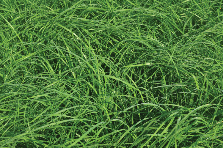 Teff grass offers both cultivation and nutritional benefits