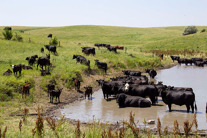 Farm ponds may be hurting cattle gains | Hay and Forage Magazine