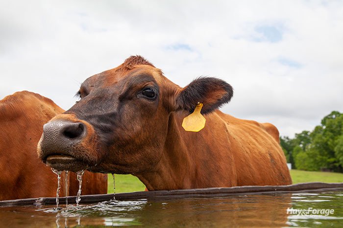 goldfish in water troughs