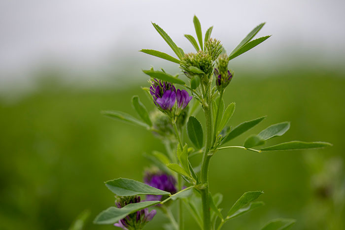 To Bloom Or Not To Bloom Hay And Forage Magazine