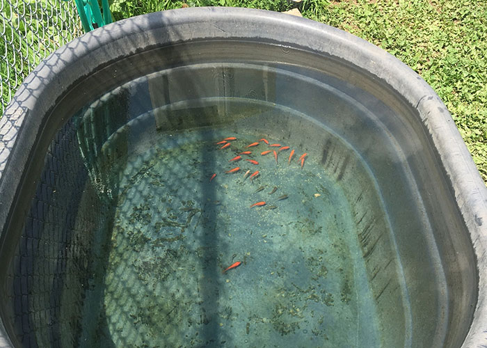 goldfish in water troughs