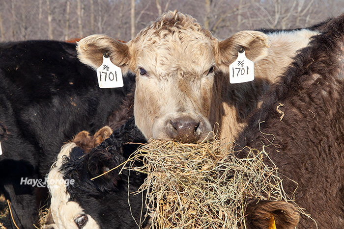 Hay, don't count on vitamin A | Hay and Forage Magazine
