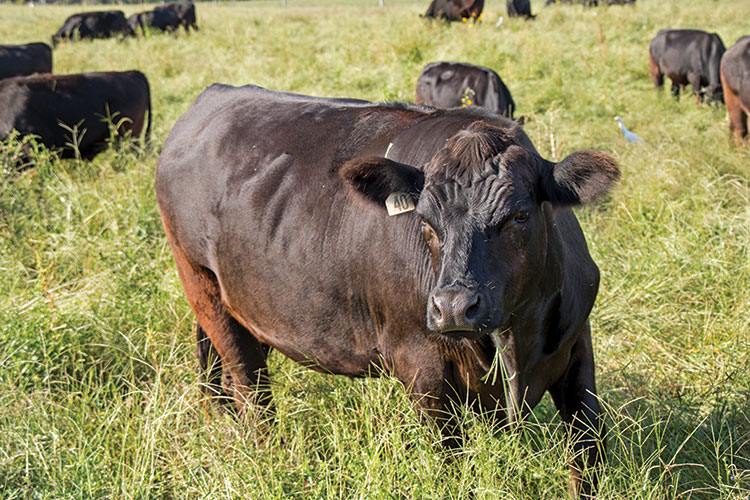 Whole Carcass of Grass-fed Angus Beef – Grazing Days