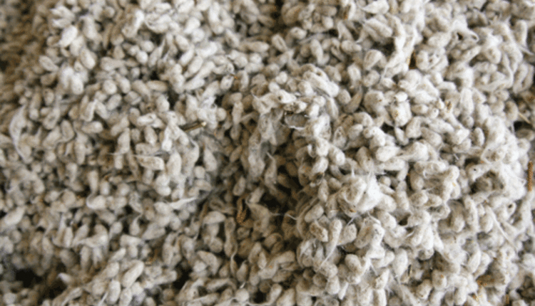 090110_24-cottonseed.gif