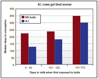 A.I. got cows bred sooner chart