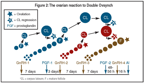Ovary reaction to double ovsynch