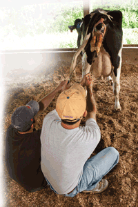 producers aiding in the delivery of a Holstein calf