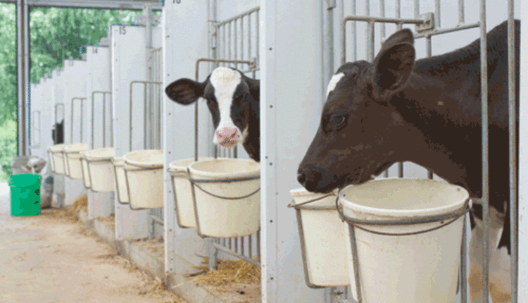 Treating crypto in calves ato cryptocurrency gst