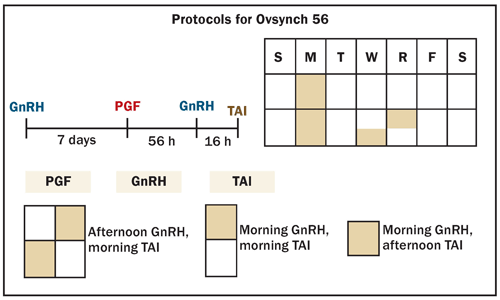 protocol for Ovsync56