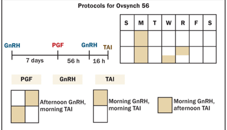 protocol for Ovsync56