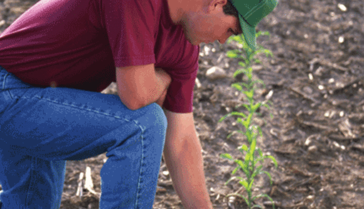 Selecting corn to plant