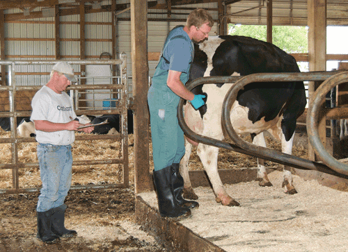 vet palpating a cow in a freestall