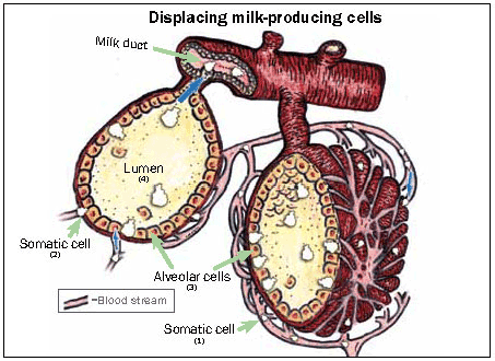 Drawing of milk producing cells in the udder