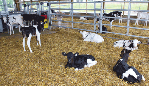 Holstein calves
