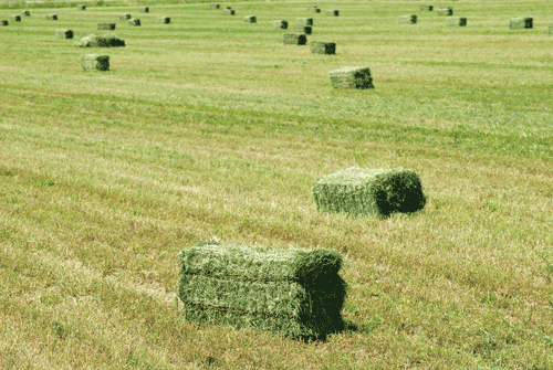baled alfalfa hay