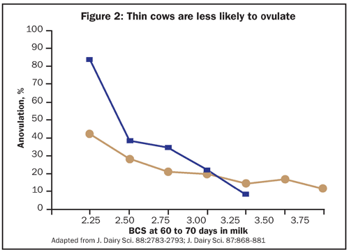 thin cows ovulation rates