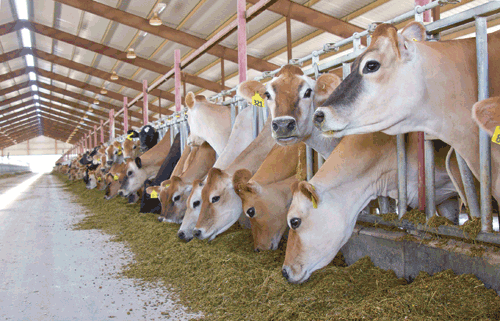 Jersey cows eating