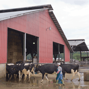 dairy cattle stockmanship