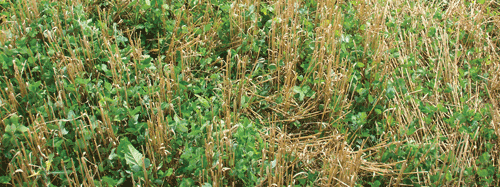 red clover in wheat
