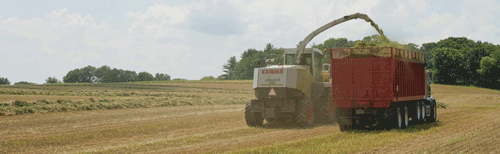 chopping alfalfa hay
