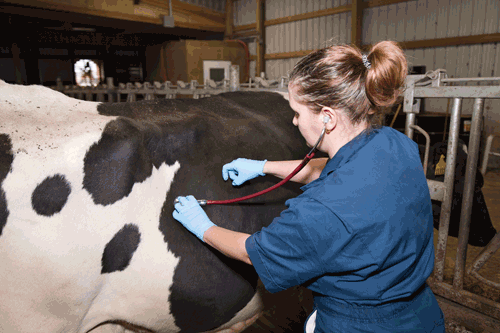veterinarian examining a dairy cow