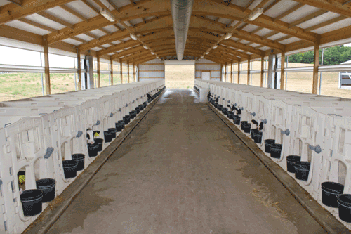 dairy calf barn