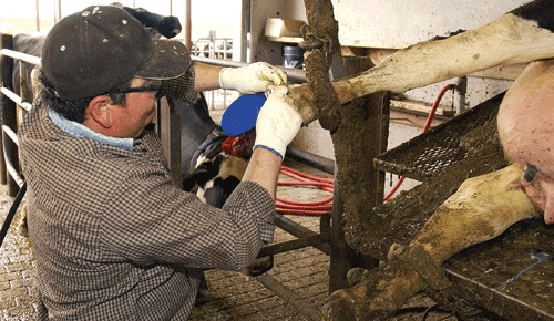 dairy cow having hooves trimmed