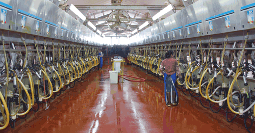 large milking parlor