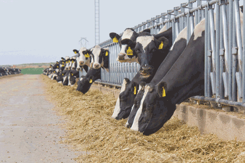 Holstein cows eating silage