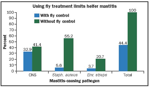 Using fly treatment limits heifer mastitis