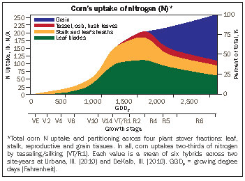 Corn's uptake of nitrogen