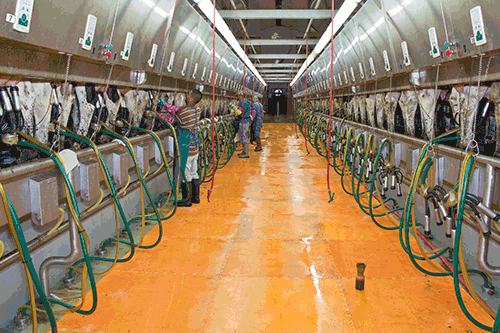 parallel milking parlor