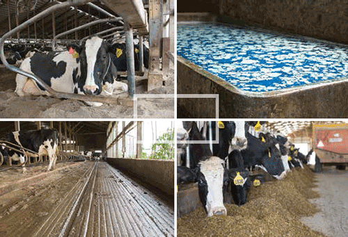 dairy cows and lameness consideration