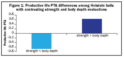 Productive life differences among Holstein bulls with contrasting strength and body depth evaluations