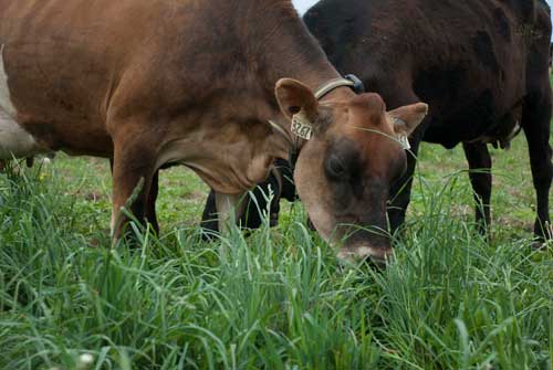 dairy cow grazing on pasture
