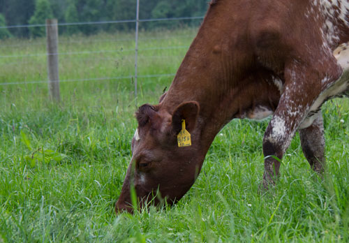 grazing milking shorthorn cow